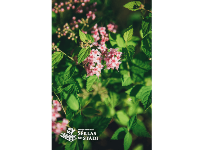 Spiraea japonica   DAKOTA GOLDCHARM = 'Mertyann'